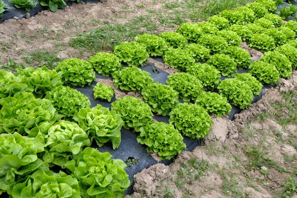 Cultivation Lettuces Field Brittany — Stock Photo, Image