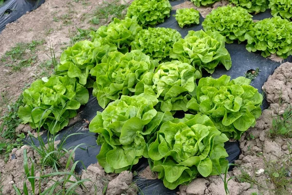 Cultivation Lettuces Field Brittany — Stock Photo, Image