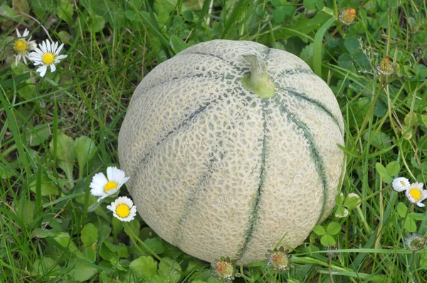 Organic Melon Grass — Stock Photo, Image