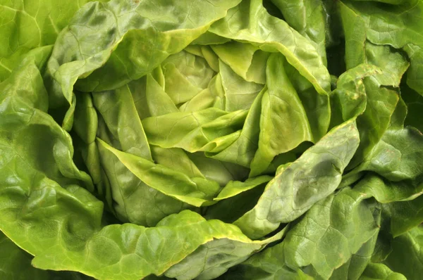 Bio Salat Aus Nächster Nähe — Stockfoto