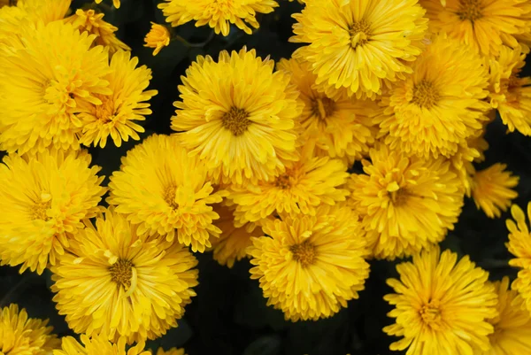 黄色の花を咲かせ ストック画像