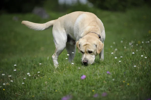 Labrador on a hayfield — Stock Photo, Image