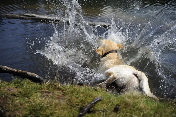 Labrador caindo na água — Fotografia de Stock