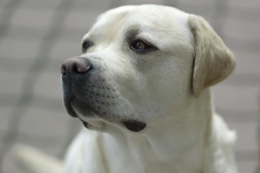 Labrador portre