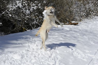 labrador ile kartopu oynuyor