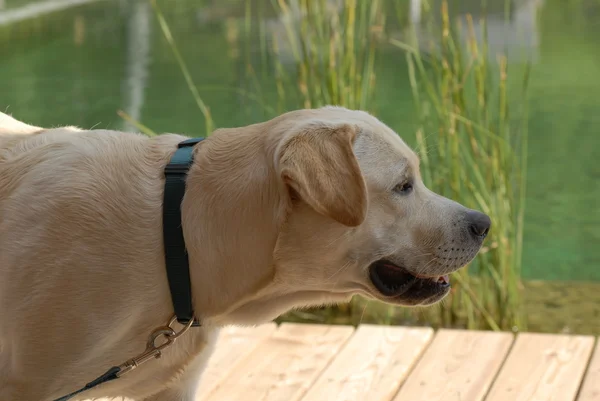 Labrador na rybníku — Stock fotografie