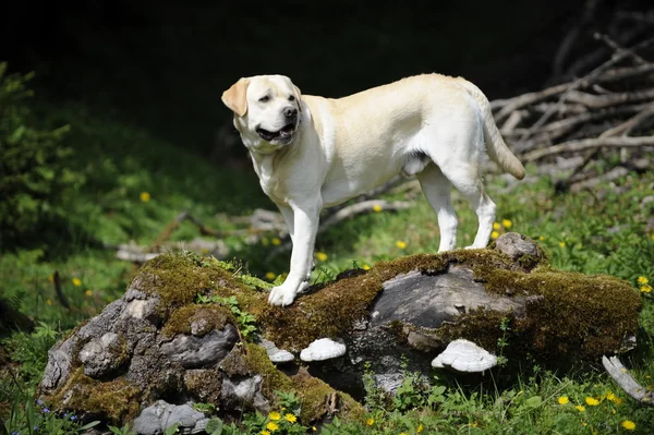 Labrador em um tronco — Fotografia de Stock