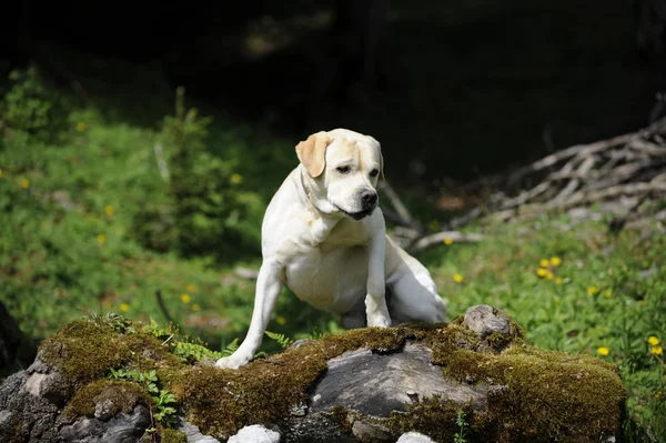 Labrador on a trunk — Stock Photo, Image