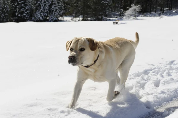 Labrador běží na sněhu — Stock fotografie