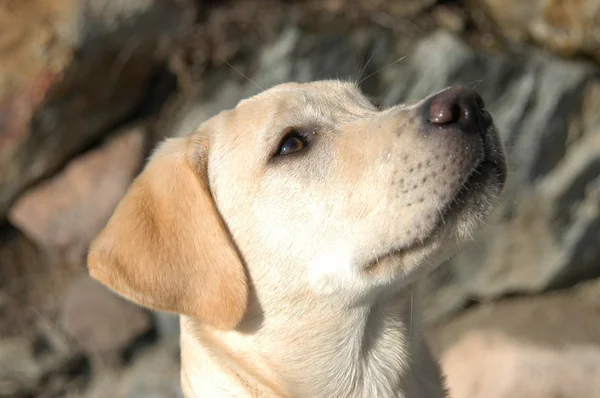 Labrador porträtt — Stockfoto