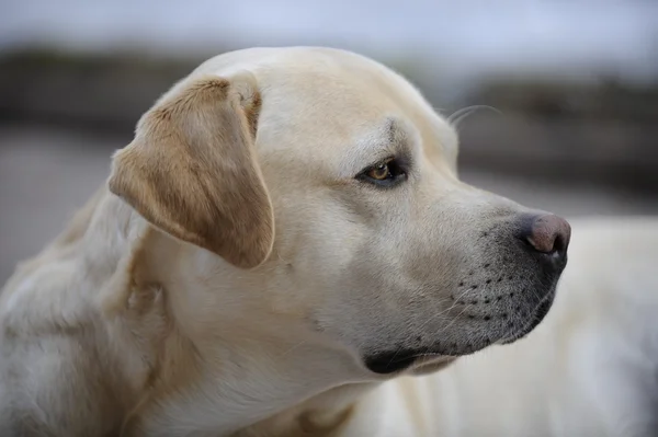 Retrato Labrador — Fotografia de Stock