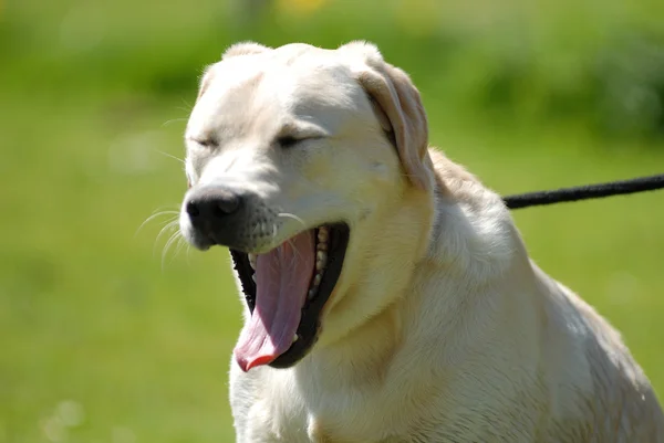 Yawning labrador — Stock Photo, Image