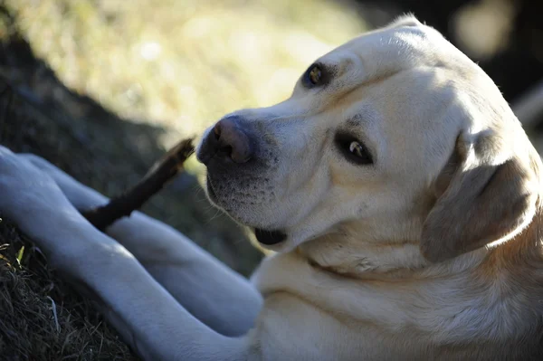 Labrador portrét — Stock fotografie