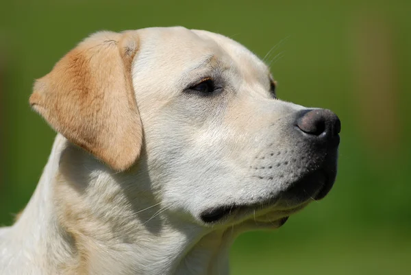 Retrato Labrador — Fotografia de Stock