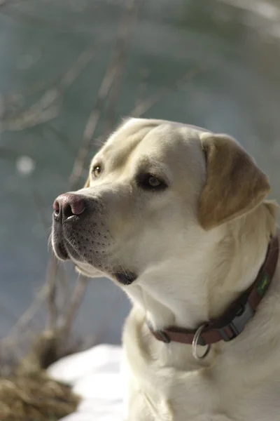 Retrato Labrador — Fotografia de Stock