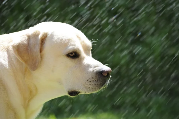 Retrato Labrador — Fotografia de Stock