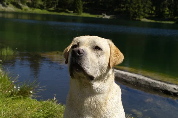 Labrador-Porträt — Stockfoto