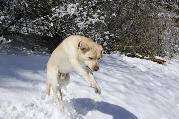 Labrador brincando na neve — Fotografia de Stock