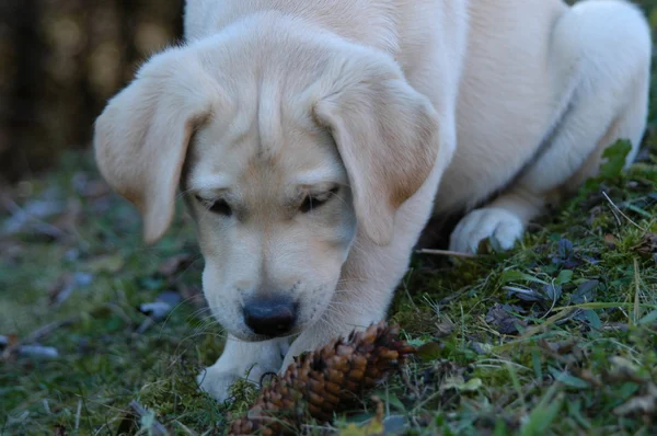 Labrador puppy playing with a fir cone — Stock Photo, Image