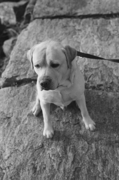 Labrador portrét — Stock fotografie