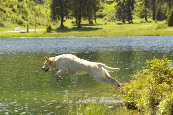 Лабрадор стрибає в озеро — стокове фото