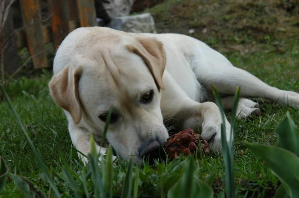 Labrador s kuželem jedle — Stock fotografie