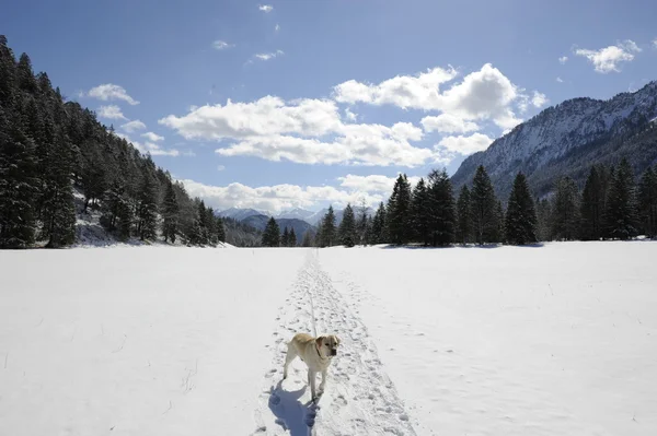 Labrador em paisagem de inverno — Fotografia de Stock