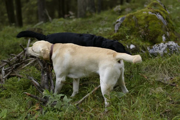 Sarı ve Siyah labrador — Stok fotoğraf