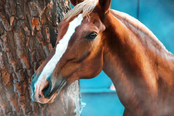 Rode paard — Stockfoto