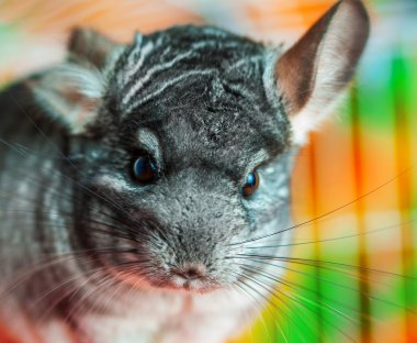 Chinchilla yakın çekim