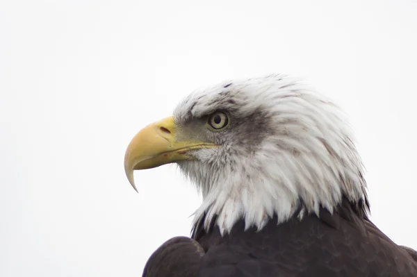 Águila calva — Foto de Stock