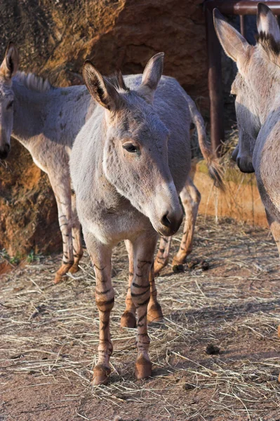 索马里驴 — 图库照片