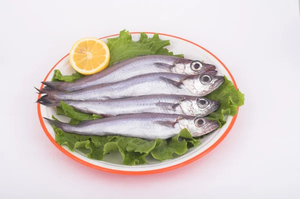Melù (pesce)  ) — Foto Stock