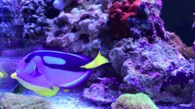 Zebrasoma flavescens - Sarı Tang, Mavi cerrah balığı (Paracanthurus hepatus), deniz akvaryumunda yüzen mavi tang olarak da bilinir..