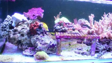Zebrasoma flavescens - Sarı Tang, Mavi cerrah balığı (Paracanthurus hepatus), deniz akvaryumunda yüzen mavi tang olarak da bilinir..
