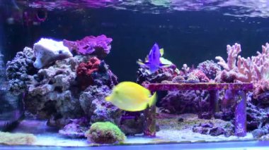 Zebrasoma flavescens - Sarı Tang, Mavi cerrah balığı (Paracanthurus hepatus), deniz akvaryumunda yüzen mavi tang olarak da bilinir..