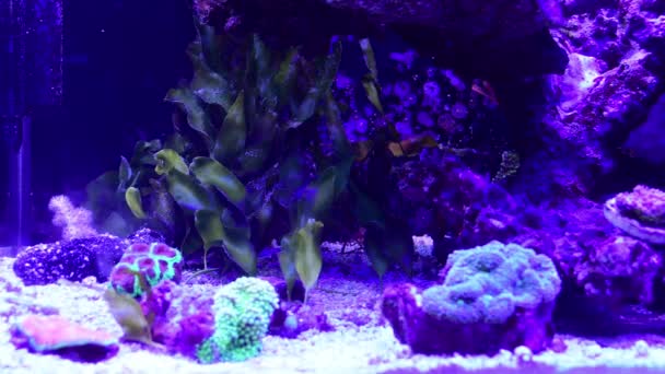 珊瑚礁池 海洋水族馆 有不同类型的珊瑚和鱼类 幼丽花 尼莫鱼 小丑鱼 — 图库视频影像