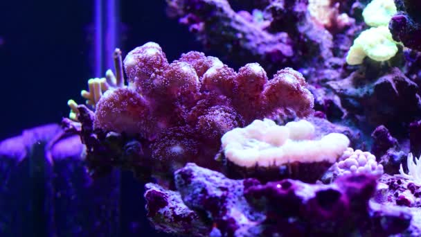 Tanque Arrecife Acuario Marino Con Diferentes Tipos Corales Peces Coral — Vídeos de Stock