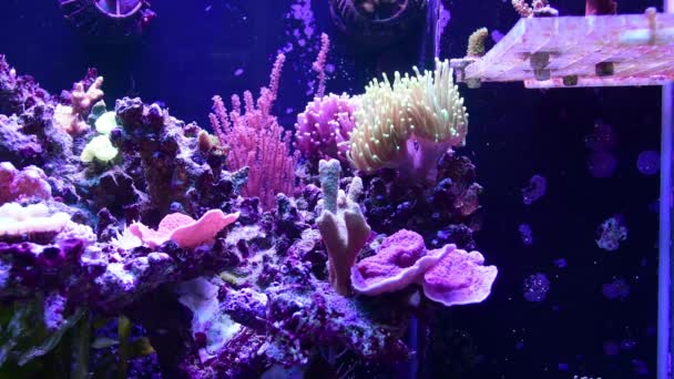 Tocha Euphyllia Colorido Coral Lps Aquário Recife — Vídeo de Stock