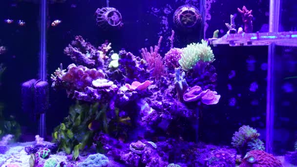 Tanque Arrecife Acuario Marino Con Diferentes Tipos Corales Peces Lps — Vídeos de Stock