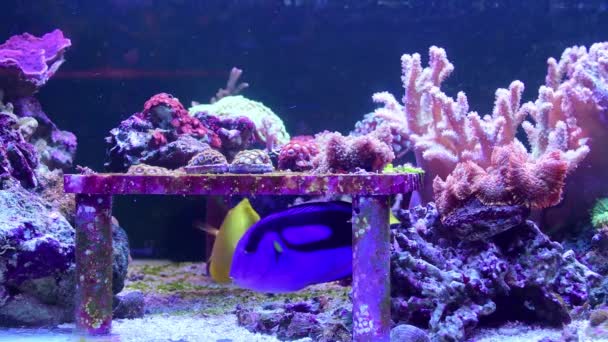 Zebrasoma Flavescens Yellow Tang Blue Surgeonfish Paracanthurus Hepatus También Conocido — Vídeos de Stock