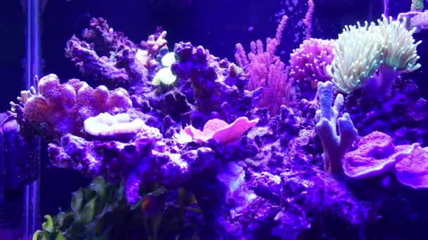 Рифовый Аквариум Морской Аквариум Различными Видами Кораллов Рыб Lps Corals — стоковое видео