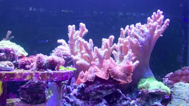 Tanque Arrecife Acuario Marino Con Diferentes Tipos Corales Peces Coral — Vídeos de Stock