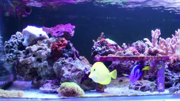 Zebrasoma Flavescens Yellow Tang Blue Surgeon Fish Paracanthurus Hepatus Também — Vídeo de Stock