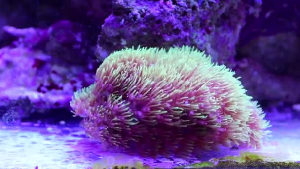 Euphyllia Groene Fakkel Lps Koraal Zwaaien Zee Aquarium — Stockvideo