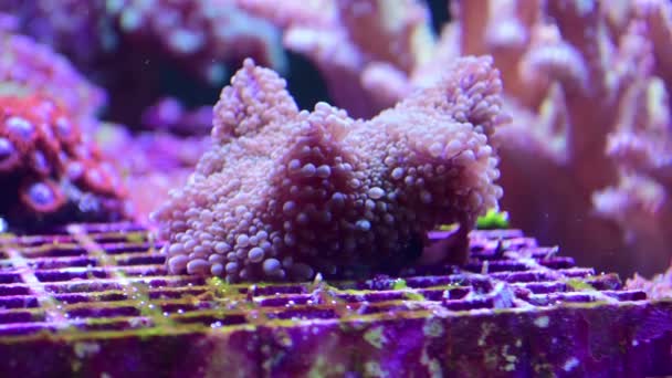 Riffbecken Meerwasseraquarium Mit Verschiedenen Arten Von Korallen Und Fischen Korallen — Stockvideo