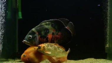Oscar balığı (Astronotus ocellatus), sarı ve turuncu papağan balığı, koi yüzme ve tropikal tatlı su akvaryumunda beslenme.