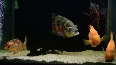 Oscar balığı (Astronotus ocellatus), sarı ve turuncu papağan balığı, koi yüzme ve tropikal tatlı su akvaryumunda beslenme.