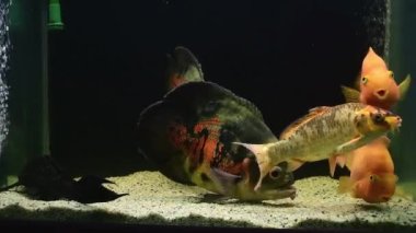 Oscar balığı (Astronotus ocellatus), sarı ve turuncu papağan balığı, koi yüzme ve tropikal tatlı su akvaryumunda beslenme.