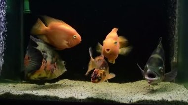 Oscar balığı (Astronotus ocellatus), sarı ve turuncu papağan balığı, koi yüzme ve tropikal tatlı su akvaryumunda beslenme.